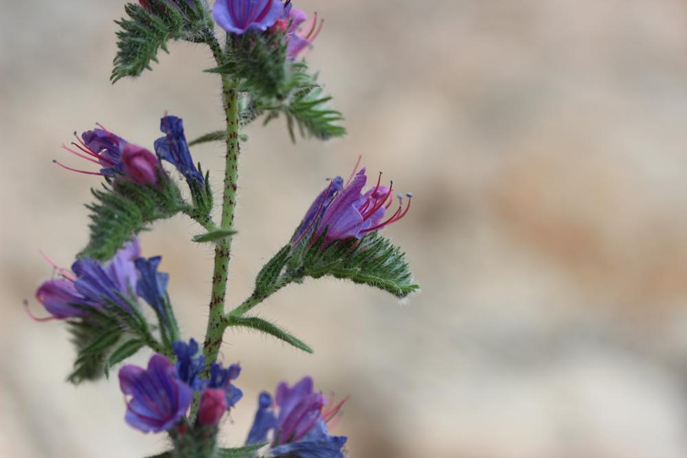 Vipérine commune, Vipérine vulgaire Echium vulgare L., 1753