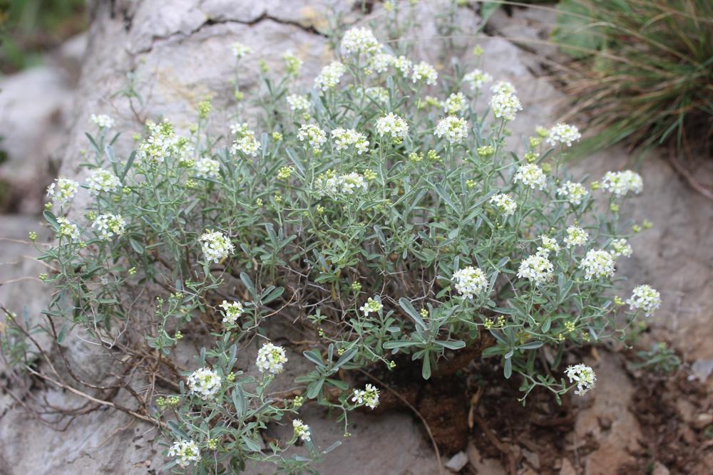 Passerage épineux, Corbeille-d'argent épineuse Hormathophylla spinosa (L.) P.Küpfer, 1974