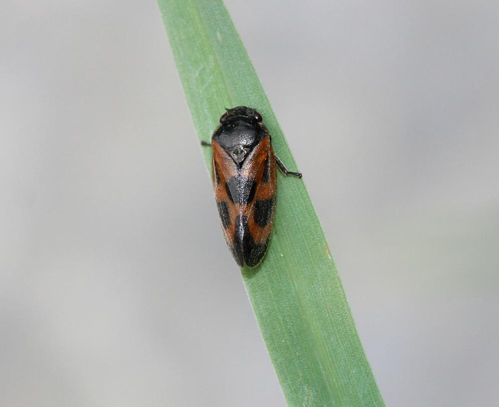 Haematoloma dorsata (Ahrens, 1812)