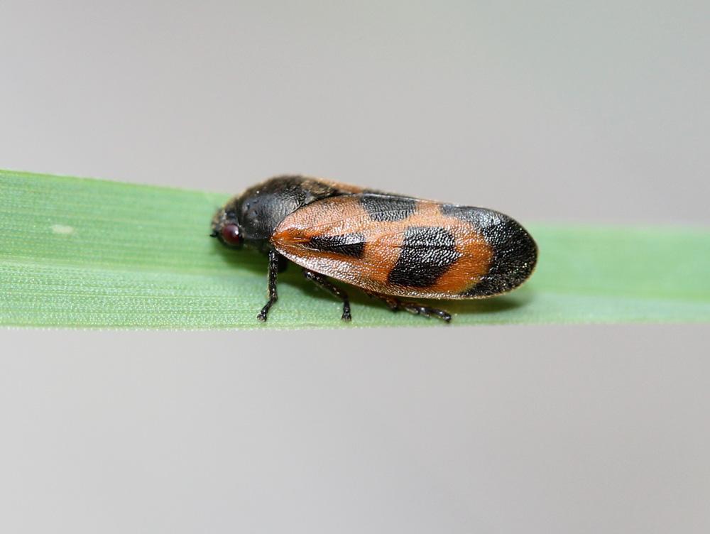 Haematoloma dorsata (Ahrens, 1812)