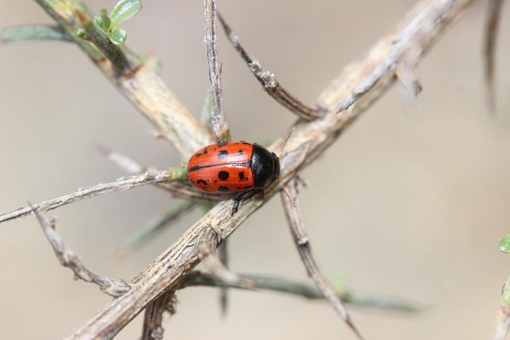  Gonioctena variabilis (Olivier, 1790)