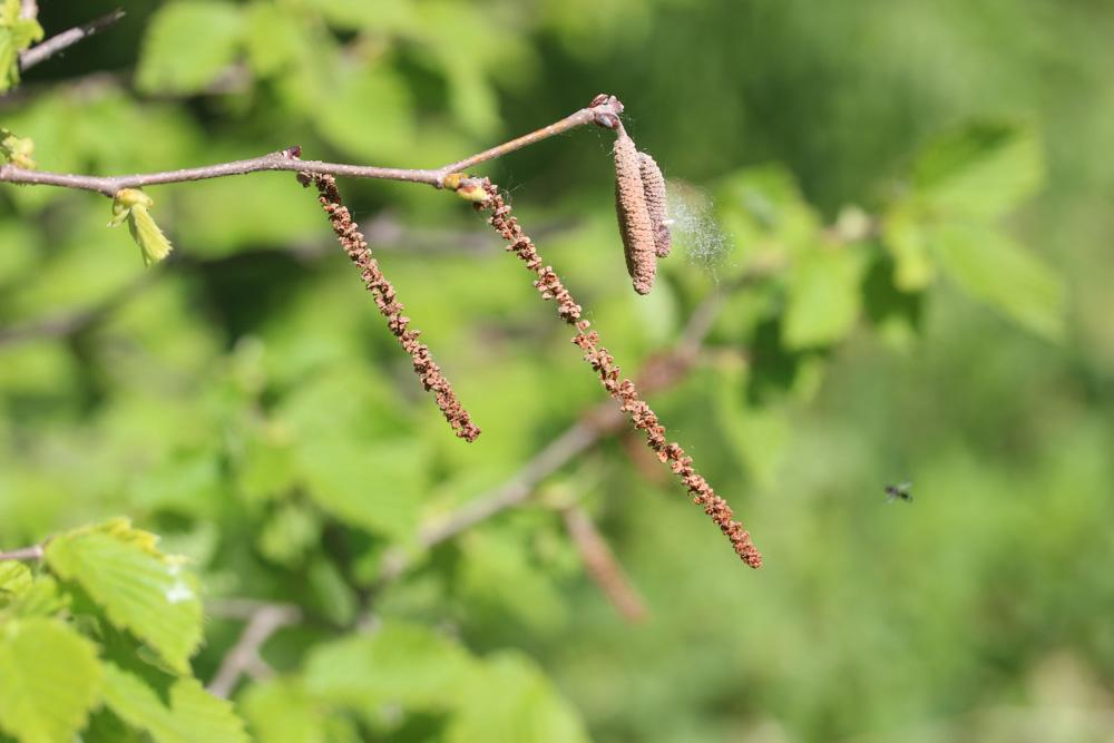Noisetier, Avelinier Corylus avellana L., 1753