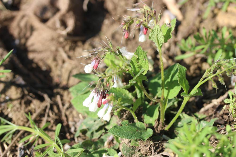 Symphytum grandiflorum DC., 1846