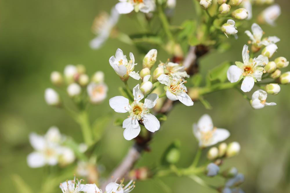 Bois de Sainte-Lucie, Prunier de Sainte-Lucie, Ama Prunus mahaleb L., 1753