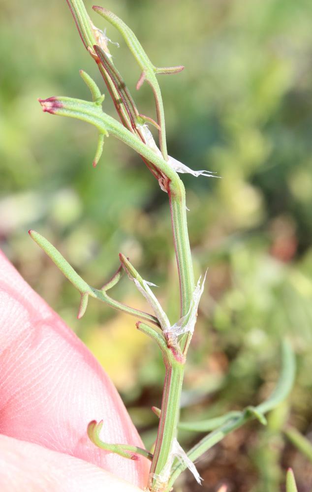 Petite oseille, Oseille des brebis Rumex acetosella L., 1753