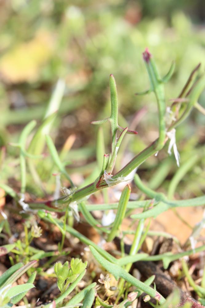 Petite oseille, Oseille des brebis Rumex acetosella L., 1753