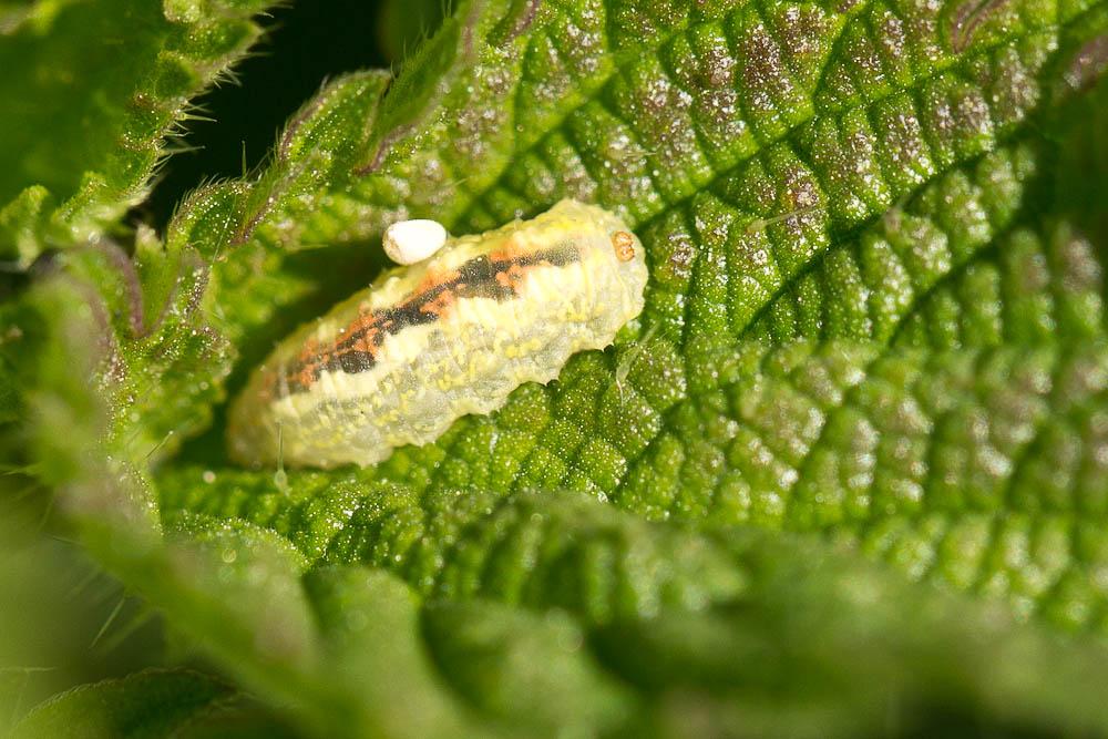 Syrphe du groseillier Syrphus ribesii (Linnaeus, 1758)