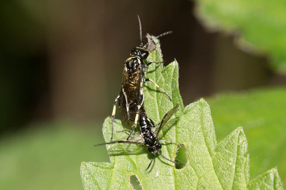  Macrophya alboannulata A. Costa, 1859