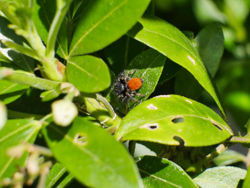 Carrhotus xanthogramma (Latreille, 1819)