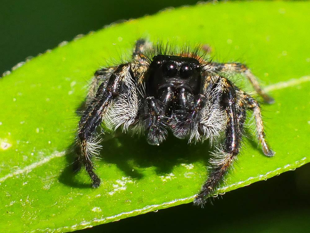  Carrhotus xanthogramma (Latreille, 1819)