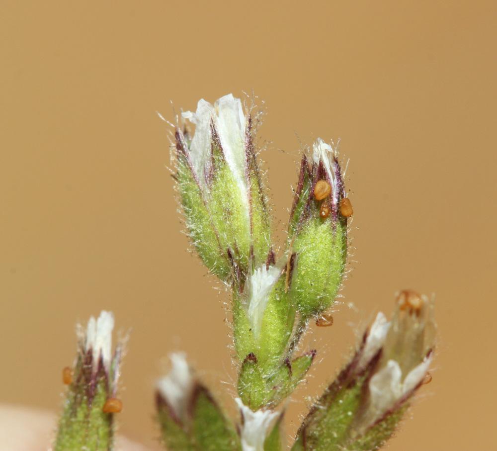 Céraiste aggloméré Cerastium glomeratum Thuill., 1799