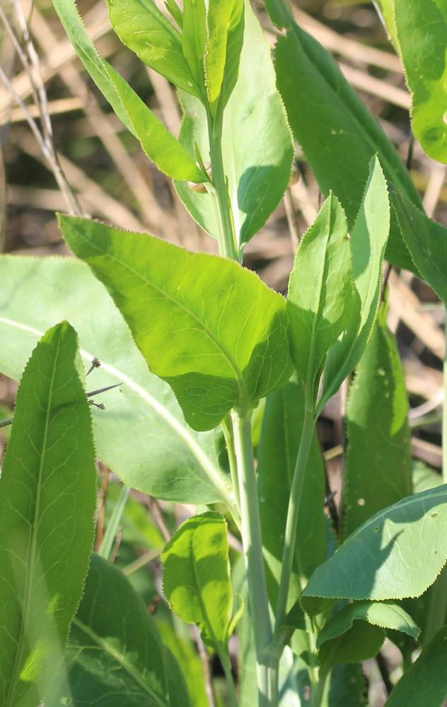 Passerage à feuilles larges, Grande Passerage Lepidium latifolium L., 1753