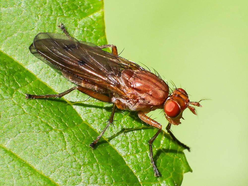  Tetanocera ferruginea Fallén, 1820