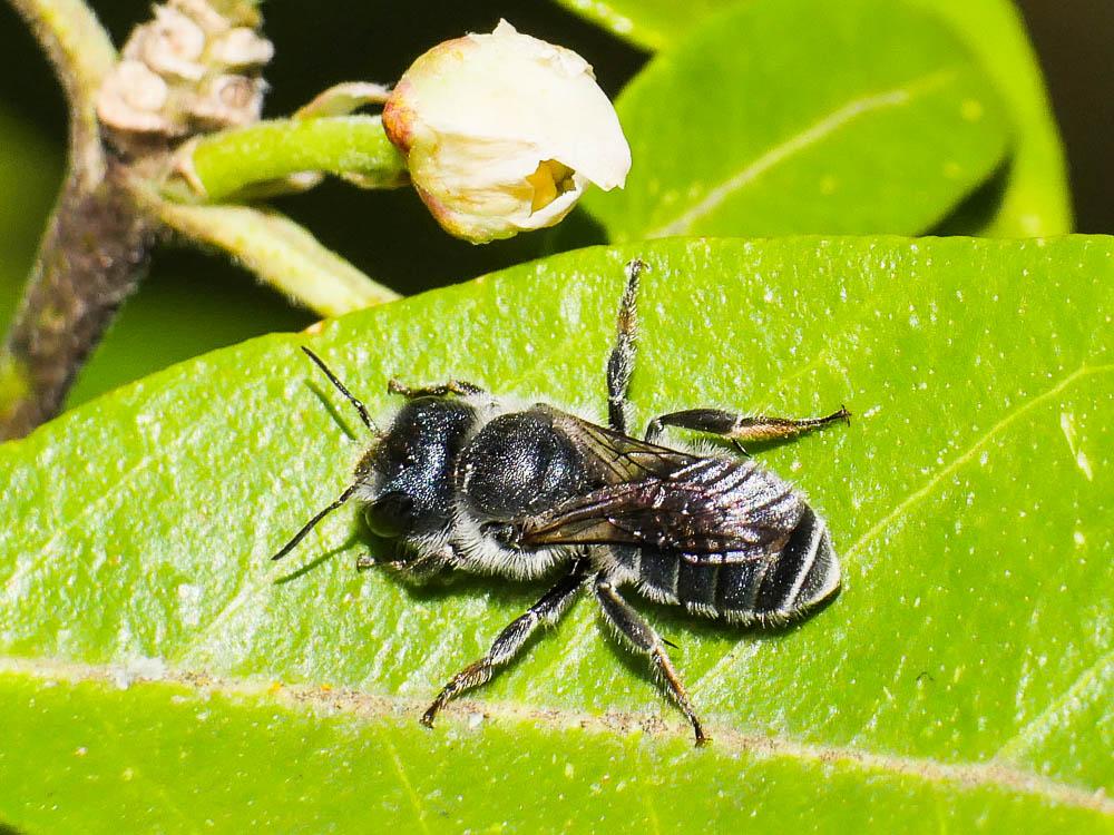 Osmia caerulescens (Linnaeus, 1758)