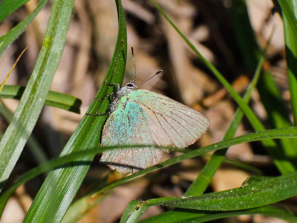 Thécla de la Ronce (La), Argus vert (L') Callophrys rubi (Linnaeus, 1758)