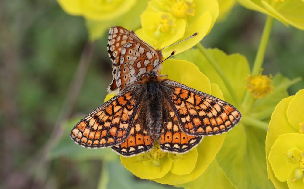 Damier de la Succise (Le), Artémis (L'), Damier pr Euphydryas aurinia (Rottemburg, 1775)