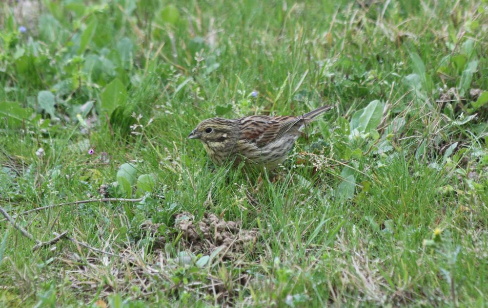 Bruant zizi Emberiza cirlus Linnaeus, 1758