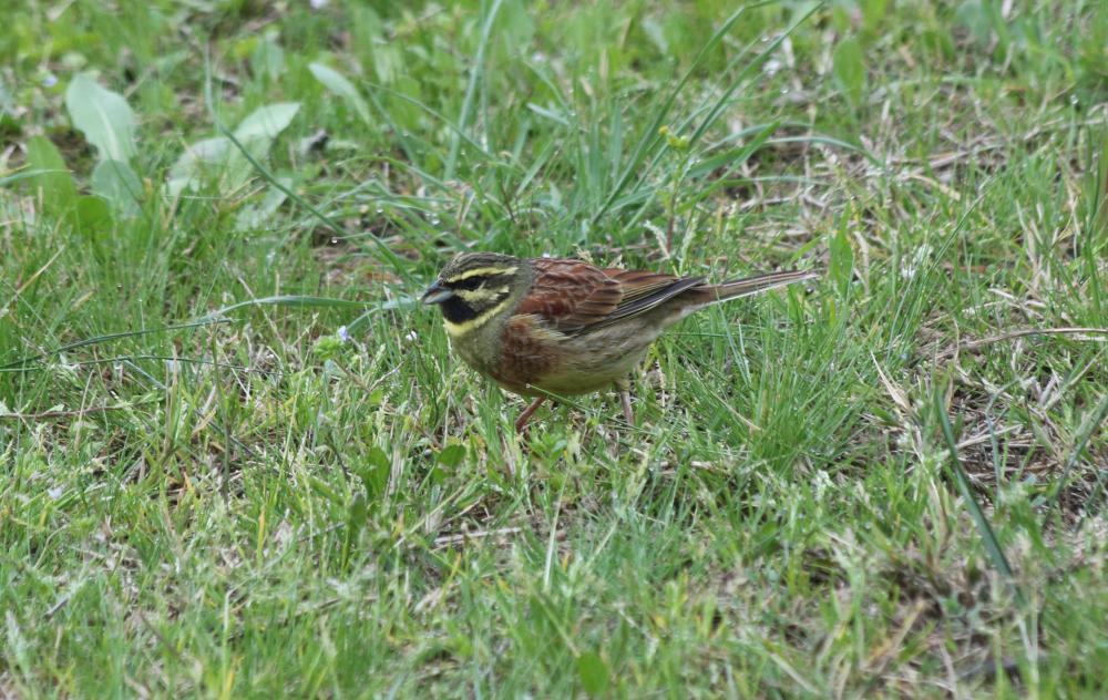 Bruant zizi Emberiza cirlus Linnaeus, 1758
