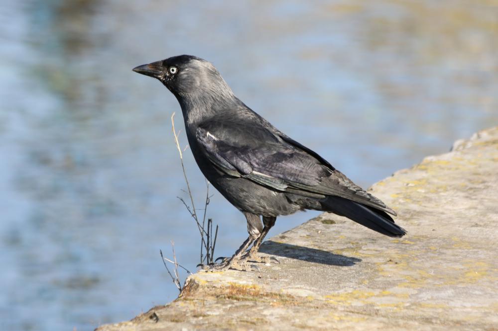 Choucas des tours Corvus monedula Linnaeus, 1758