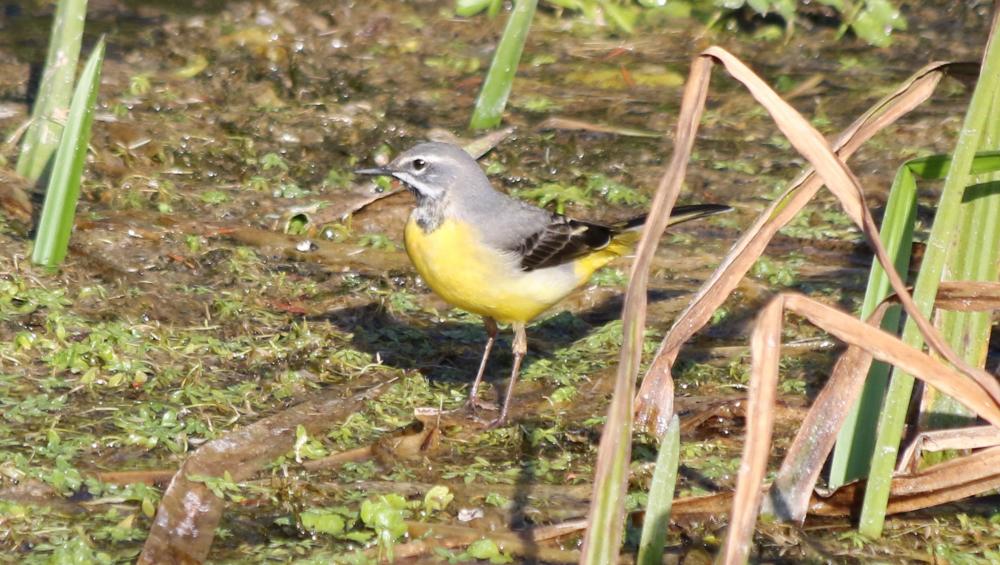 Bergeronnette des ruisseaux Motacilla cinerea Tunstall, 1771