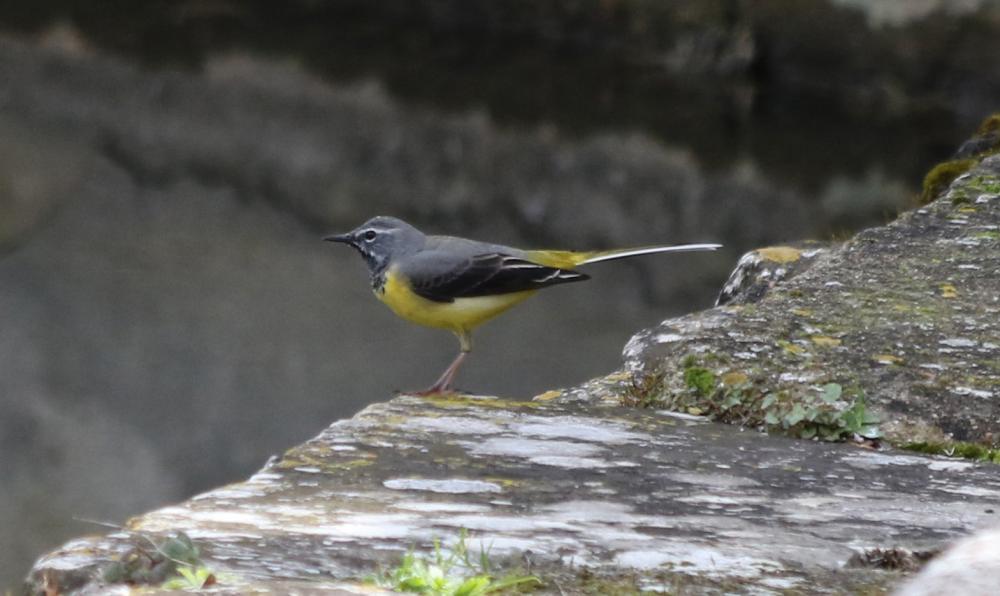 Bergeronnette des ruisseaux Motacilla cinerea Tunstall, 1771