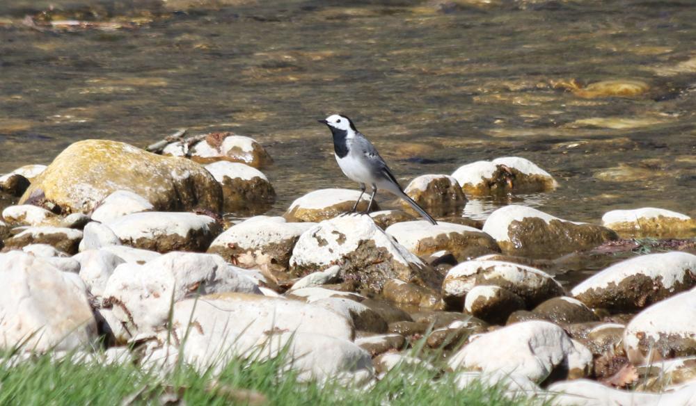 Bergeronnette grise Motacilla alba Linnaeus, 1758