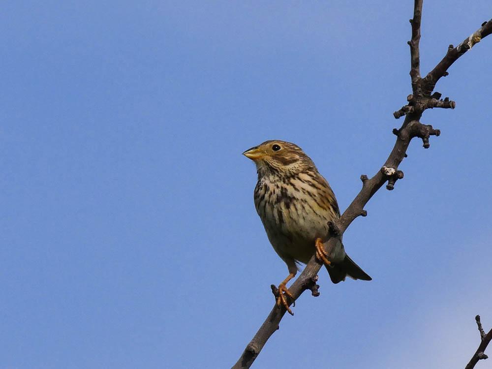 Bruant proyer Emberiza calandra Linnaeus, 1758