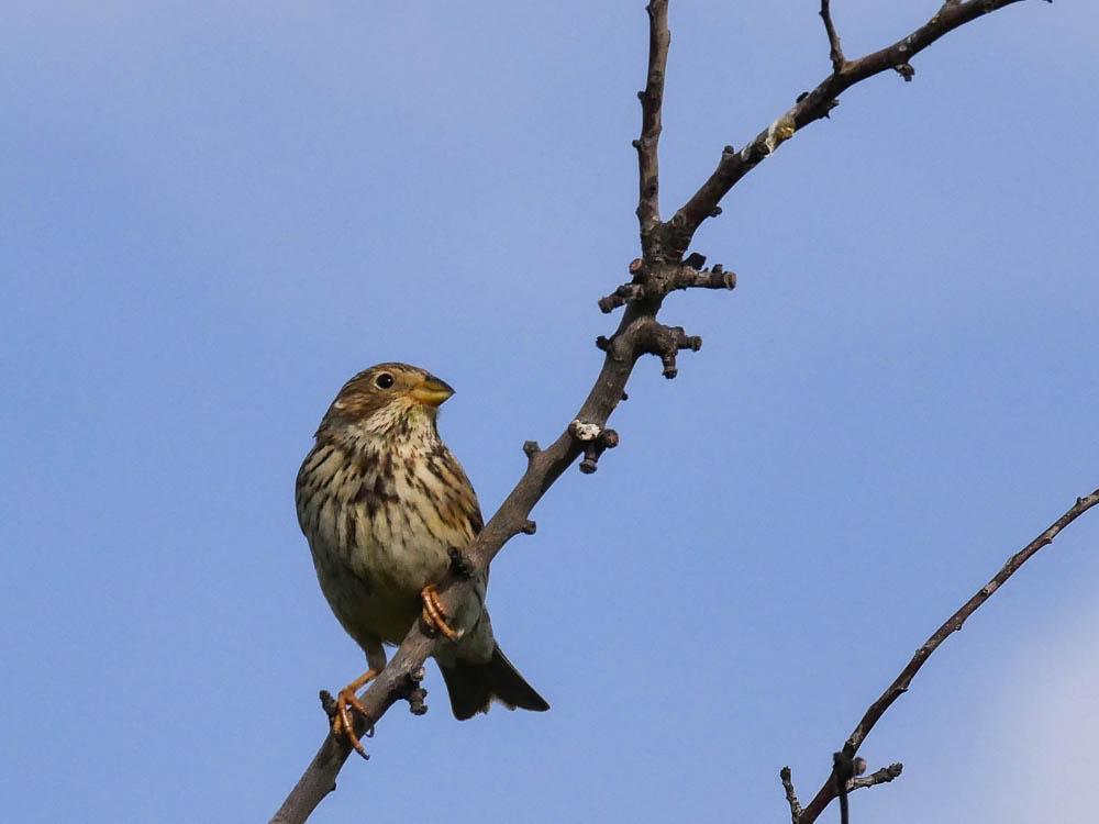 Bruant proyer Emberiza calandra Linnaeus, 1758