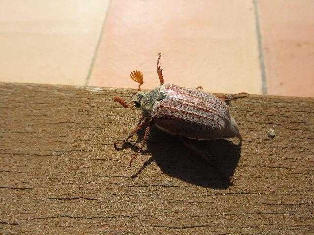 Hanneton commun (le) Melolontha melolontha (Linnaeus, 1758)