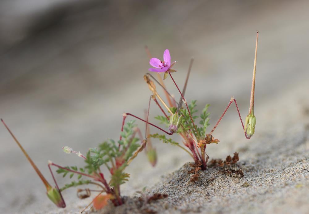 Bec-de-grue poilu Erodium cicutarium subsp. bipinnatum (Cav.) Tourlet, 1907