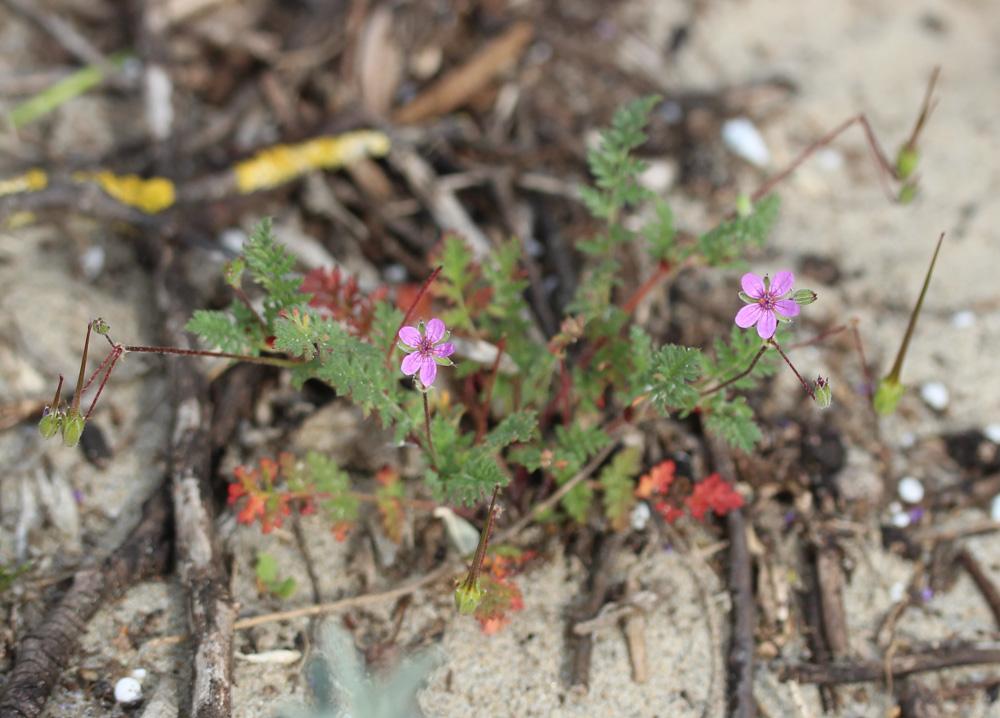 Bec-de-grue poilu Erodium cicutarium subsp. bipinnatum (Cav.) Tourlet, 1907