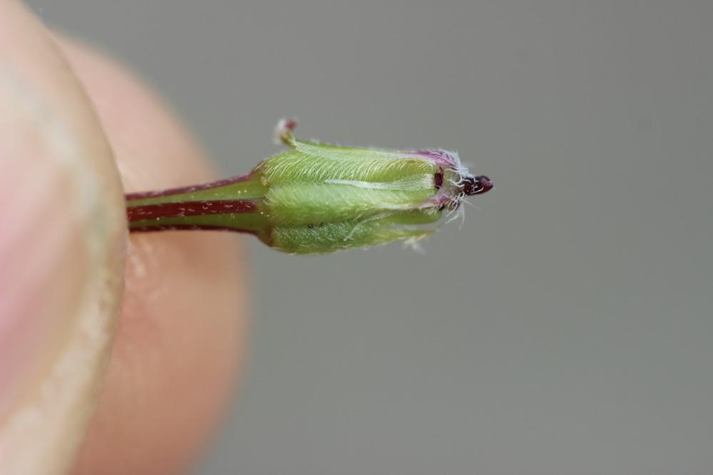 Bec-de-grue poilu Erodium cicutarium subsp. bipinnatum (Cav.) Tourlet, 1907