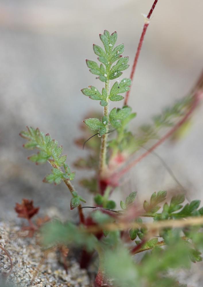 Bec-de-grue poilu Erodium cicutarium subsp. bipinnatum (Cav.) Tourlet, 1907