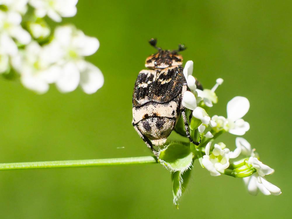 Cétoine punaise Valgus hemipterus (Linnaeus, 1758)