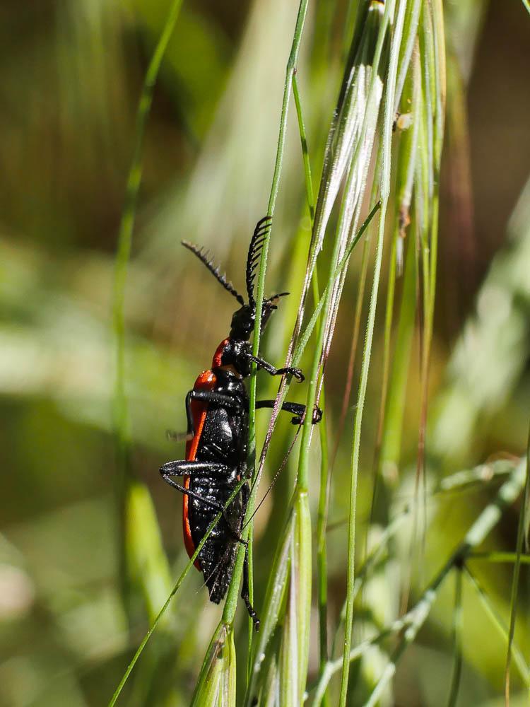 Cardinal, Pyrochore écarlate Pyrochroa coccinea (Linnaeus, 1760)