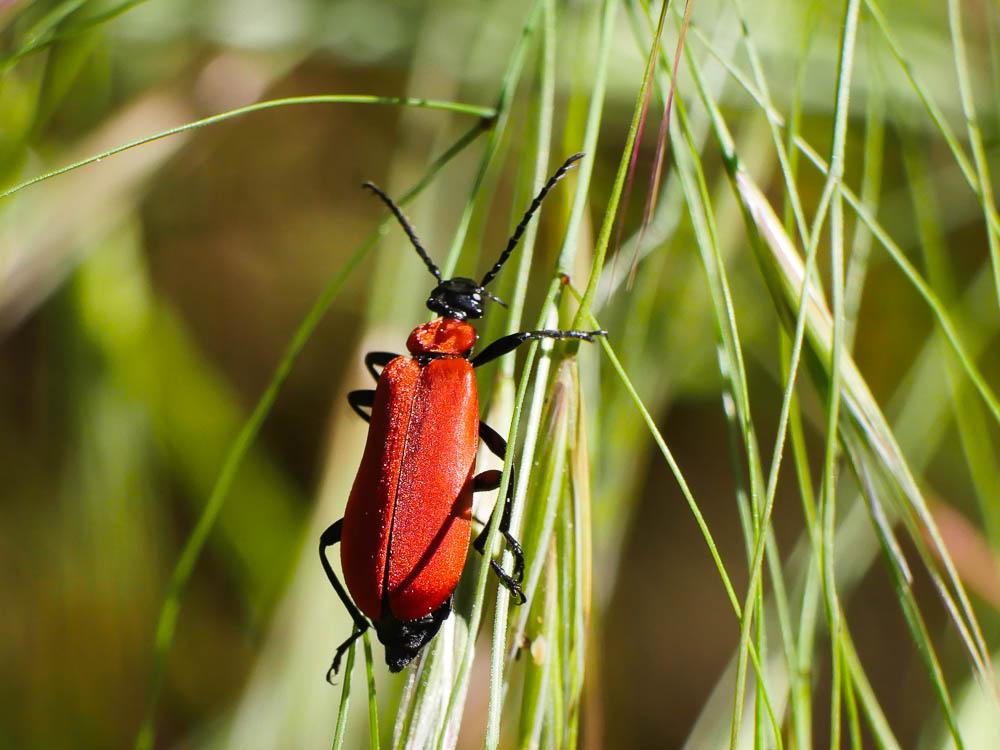Cardinal, Pyrochore écarlate Pyrochroa coccinea (Linnaeus, 1760)