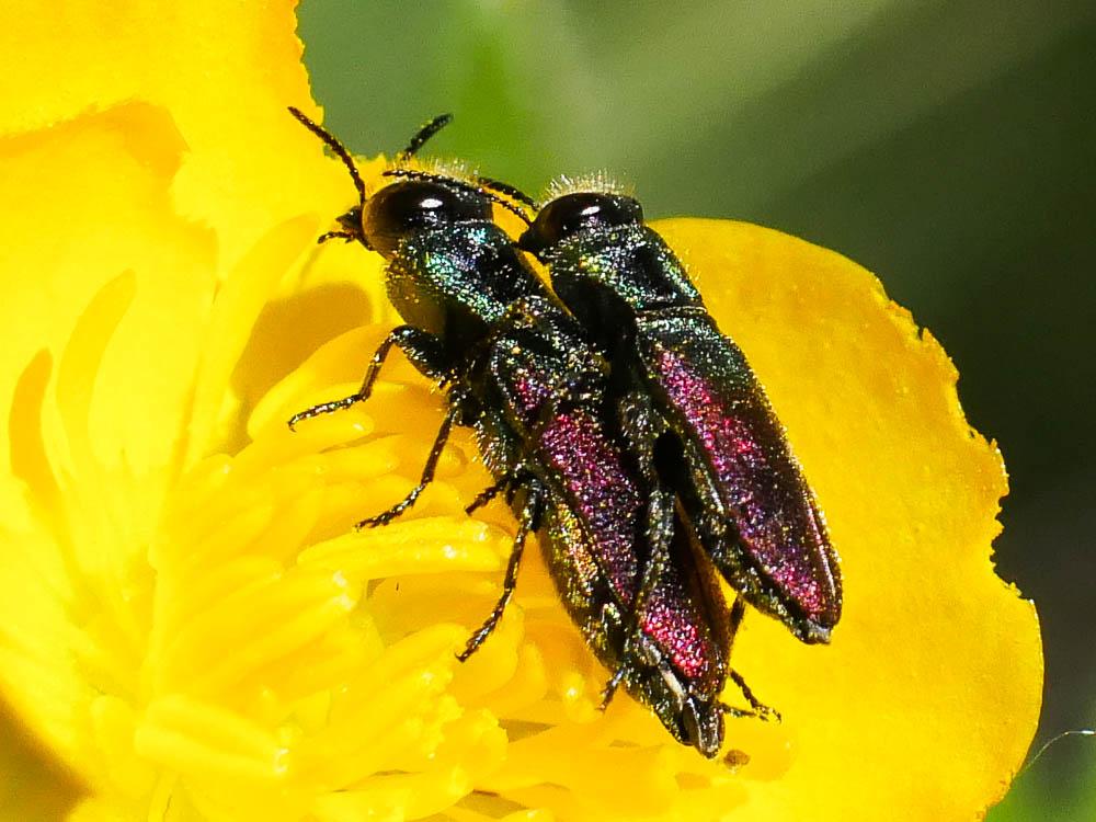 Anthaxia semicuprea Küster, 1851