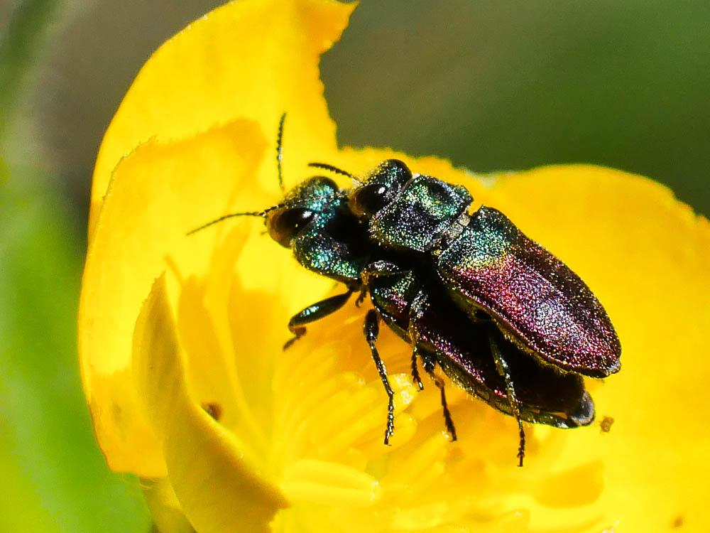Anthaxia semicuprea Küster, 1851