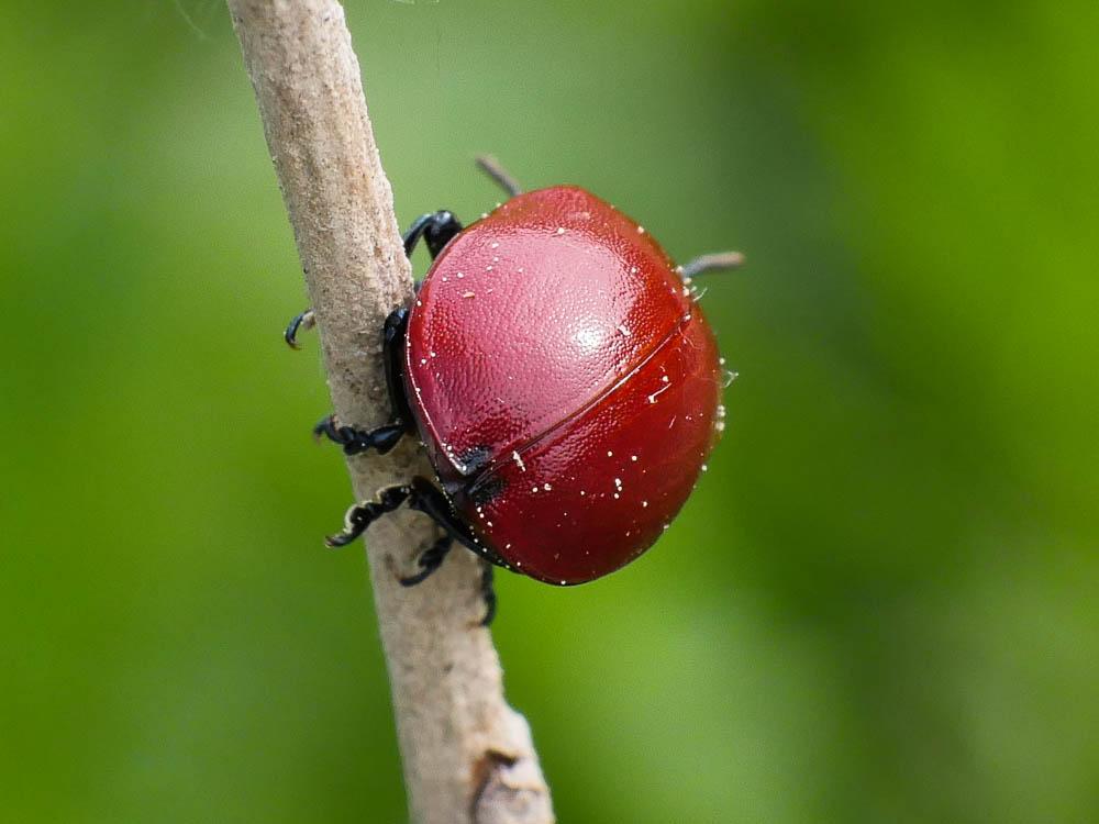 Chrysomela populi populi Linnaeus, 1758