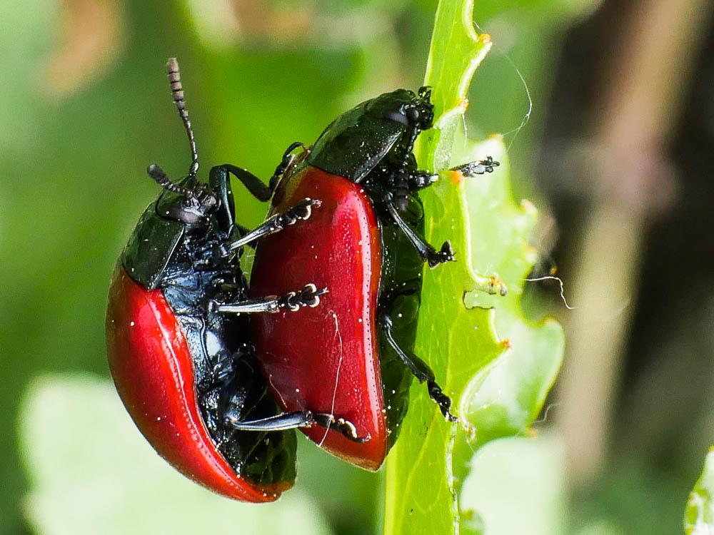 Chrysomela populi populi Linnaeus, 1758