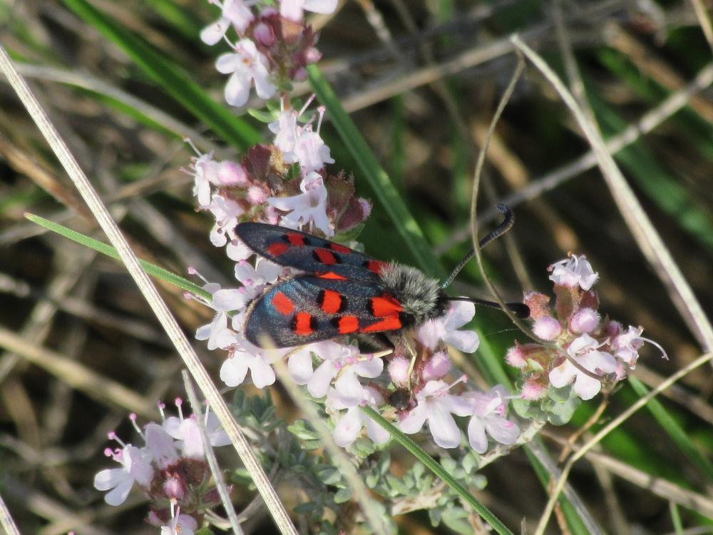 Zygène de l'Esparcette (La), Zygène de la Dorycnie Zygaena rhadamanthus (Esper, 1789)