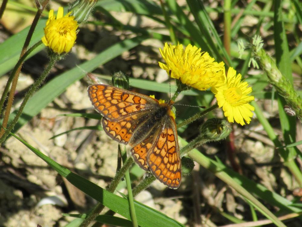 Damier de la Succise (Le), Artémis (L'), Damier pr Euphydryas aurinia (Rottemburg, 1775)