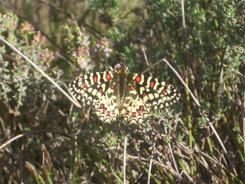 Proserpine (La), Thaïs écarlate (La), Proserpine d Zerynthia rumina (Linnaeus, 1758)