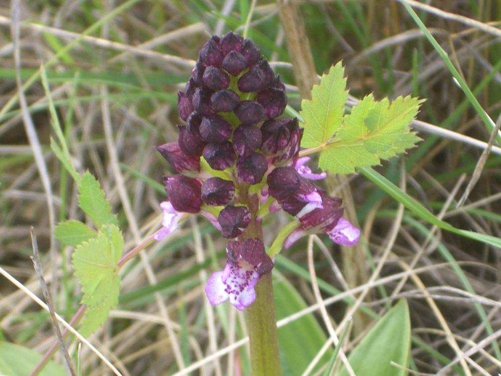 Orchis pourpre, Grivollée Orchis purpurea Huds., 1762