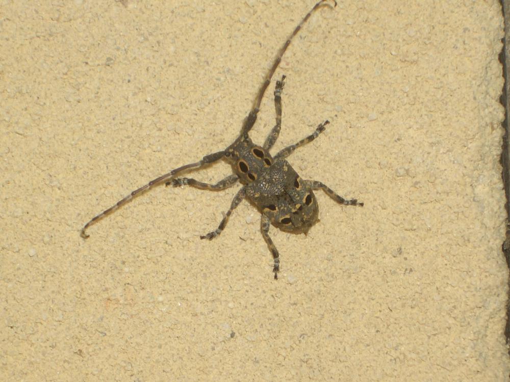 Mésose charançon Mesosa curculionoides (Linnaeus, 1760)