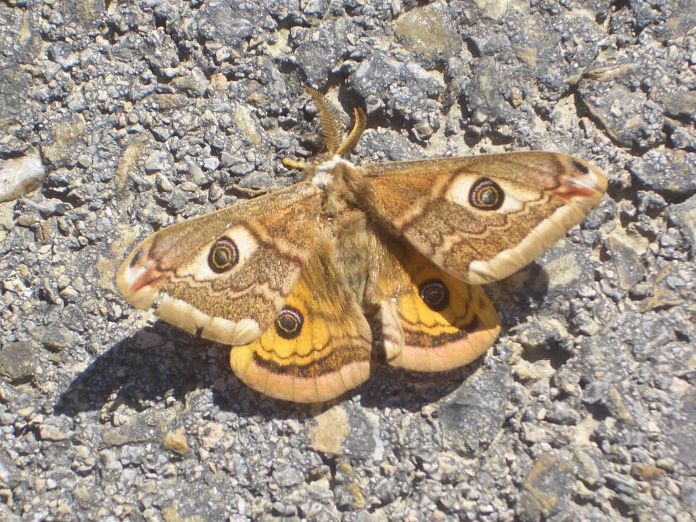 Petit Paon de Nuit (Le) Saturnia pavonia (Linnaeus, 1758)