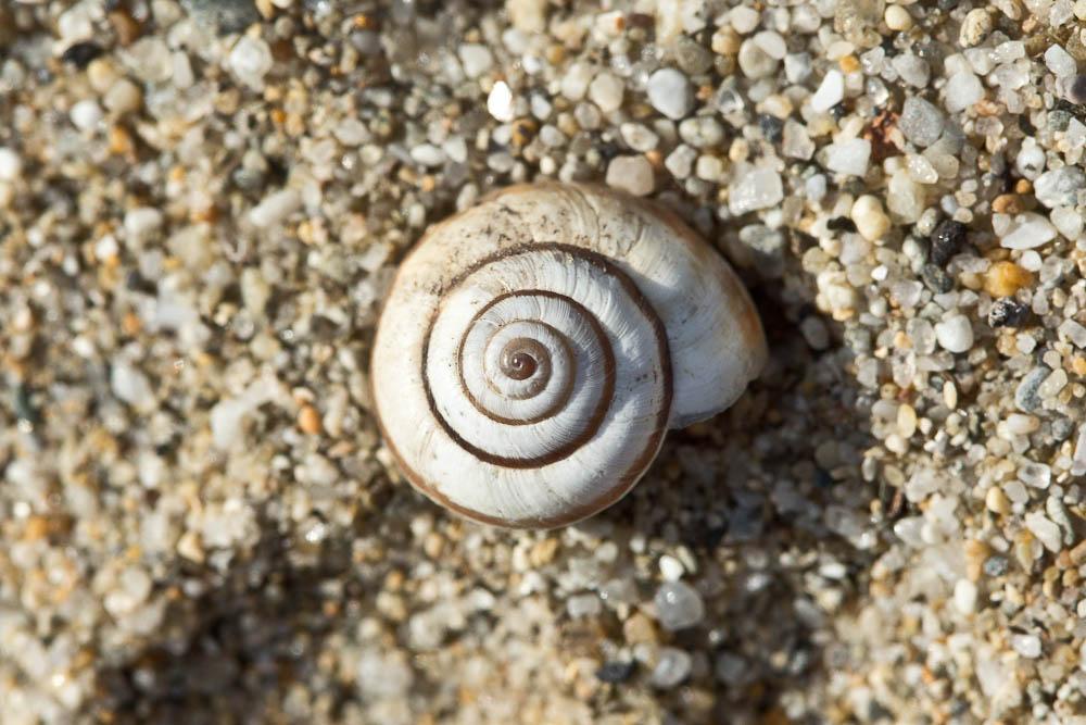 Caragouille globuleuse Cernuella virgata (da Costa, 1778)