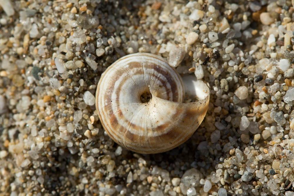 Caragouille globuleuse Cernuella virgata (da Costa, 1778)