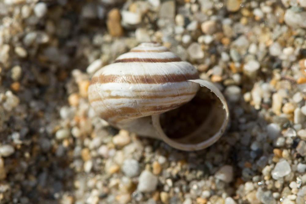 Caragouille globuleuse Cernuella virgata (da Costa, 1778)
