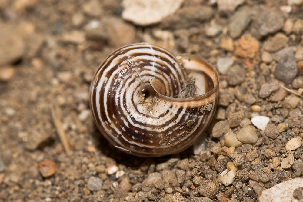 Le Caragouille globuleuse Cernuella virgata (da Costa, 1778)